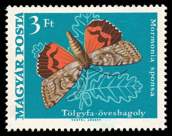 Dark Crimson Underwing (Catocala sponsa)