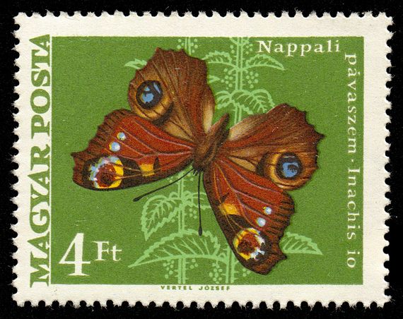 European peacock (Inachis io)