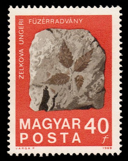 Fossilized Zelkova Leaves from Füzérradvány