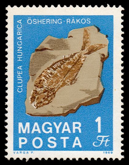 Fossilized Fish (Clupea hungarica) from Rákos