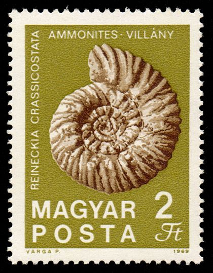 Ammonite from Villány