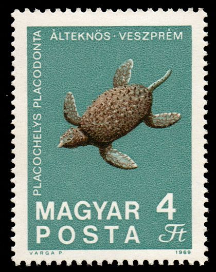 Fossilized Turtle (Placochelys placodonta) from Veszprém