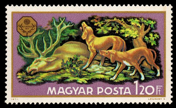 Felled Stag (Cervus elephus) and Hunting Dogs