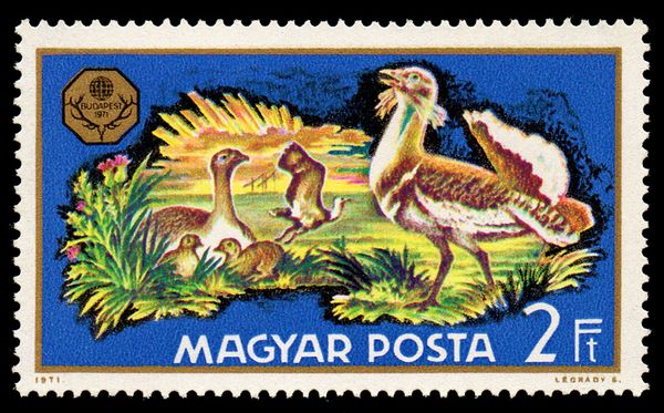 Great Bustard (Otis tarda)