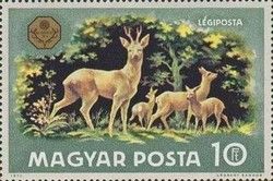 Western Roe Deer (Capreolus capreolus)