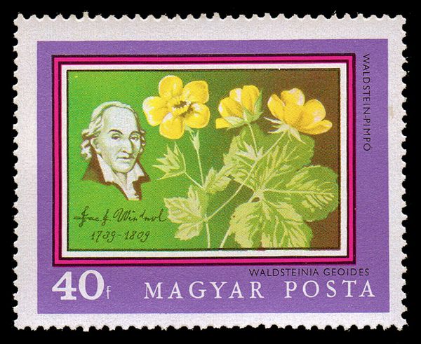 Josef Jacob Winterl and Waldsteinia geoides
