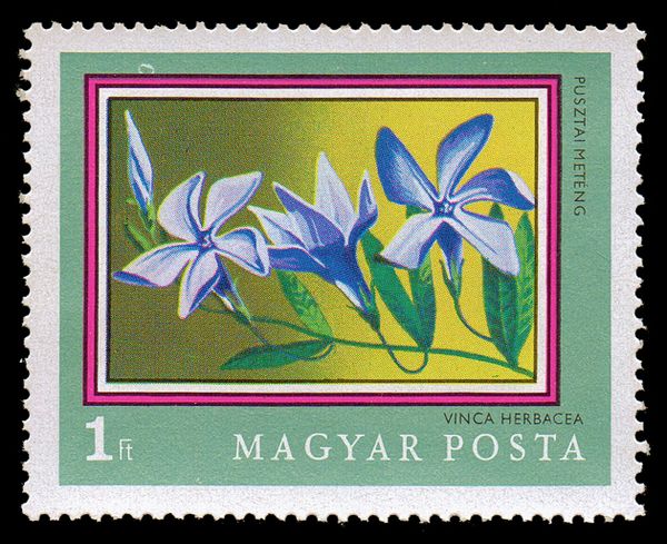 Herbaceous Periwinkle (Vinca herbacea)