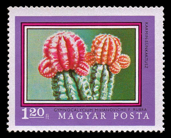 Chin Cactus (Gymnocalycium Mihanovichii f. rubra)