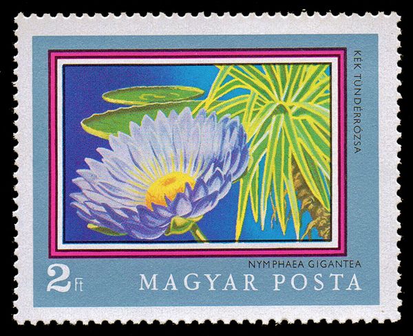 Blue Waterlily (Nymphaea gigantea)
