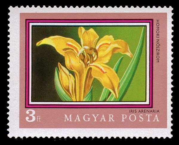 Sand Iris (Iris arenaria)
