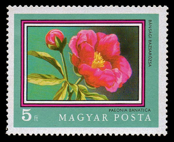 Romanian Peony (Paeonia officinalis ssp. banatica)