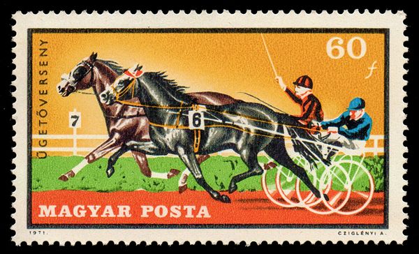 Trotting Horses (Equus ferus caballus)