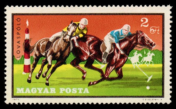 Polo, Horse (Equus ferus caballus)