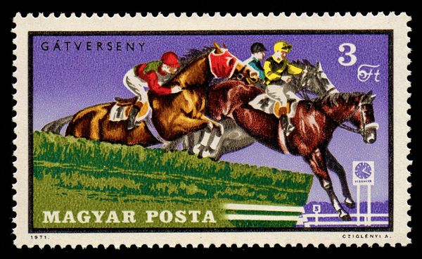Steeplechase, Horse (Equus ferus caballus)