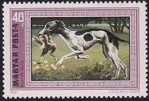 Hungarian Greyhound (Canis lupus familiaris)