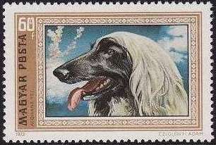 Afghan Hound (Canis lupus familiaris)