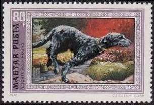 Irish Wolfhound (Canis lupus familiaris)