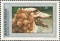 Borzoi (Canis lupus familiaris)
