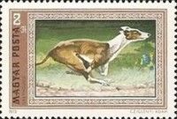 Greyhound (Canis lupus familiaris)