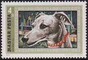 Whippet (Canis lupus familiaris)