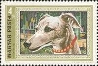 Whippet (Canis lupus familiaris)
