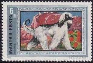 Afghan Hound (Canis lupus familiaris)