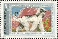 Afghan Hound (Canis lupus familiaris)