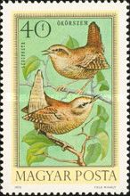 Eurasian Wren (Troglodytes troglodytes)