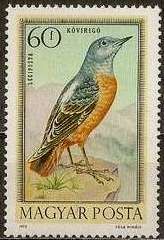 Common Rock Thrush (Monticola saxatilis)