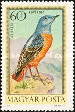 Common Rock Thrush (Monticola saxatilis)