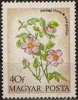 Provence Roses (Rosa gallica)