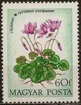 Cyclamen