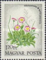 English Daisies (Bellis perennis)