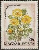 Buttercups (Adonis vernalis)