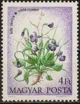Violets (Viola cyanea)