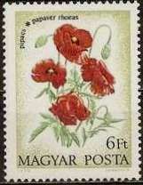 Poppies (Papaver rhoeas)