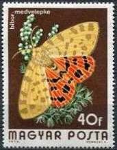 Purple Tiger (Rhyparia purpurata)