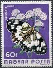 Marbled White (Melanargia galathea)