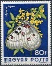 Apollo (Parnassius apollo)
