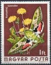 Spurge Hawk-moth (Celerio euphorbiae)