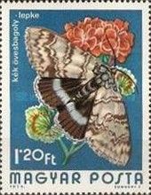 Clifden Nonpareil (Catocala fraxini)