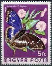 Purple Emperor (Apatura iris)