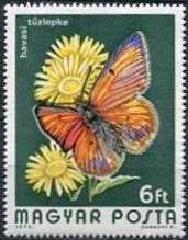 Purple-edged Copper (Palaeochrysophanus hippothoe)