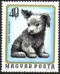 Puppy (Canis lupus familiaris)