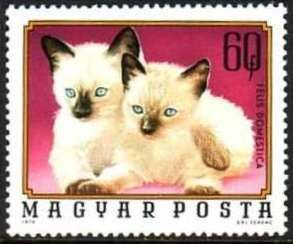 Kittens (Felis silvestris catus)