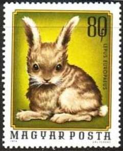 European Hare (Lepus europaeus)