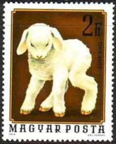Lamb (Ovis ammon aries)