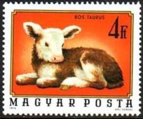 Calf (Bos primigenius taurus)