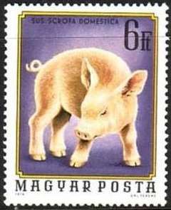 Piglet (Sus scrofa domestica)