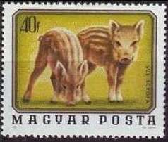 Wild Boar (Sus scrofa)